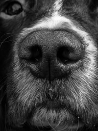 Close-up portrait of a dog