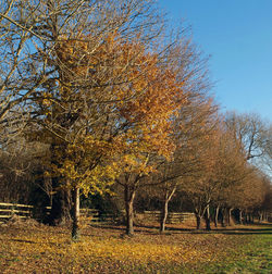 Trees on landscape against clear sky