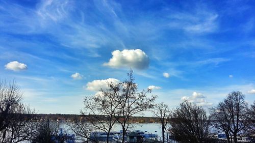 Low angle view of trees against sky