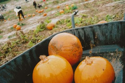 High angle view of pumpkins on field