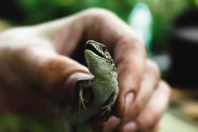 Close-up of hand holding lizard