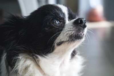 Close-up of dog at home