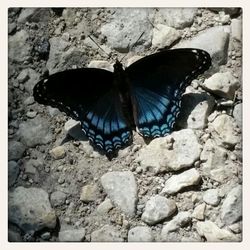 Close-up of butterfly on rock