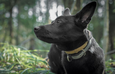 Close-up of a dog looking away