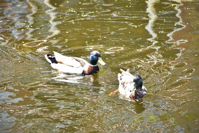 High angle view of ducks swimming in lake