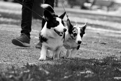 2 pembroke welsh corgis 