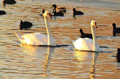 Swans swimming in lake