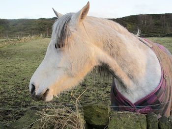 Close-up of horse standing on field