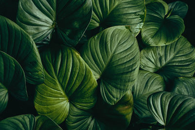 Green tropical foliage on dark background