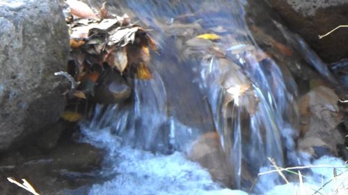 Close-up of turtle swimming in water