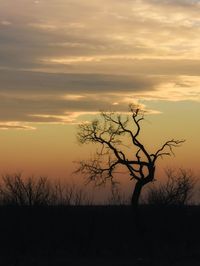 Silhouette bare tree against sky during sunset