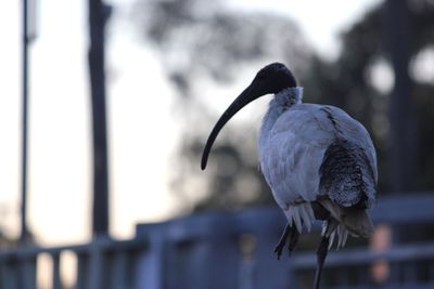 Close-up of bird perching on railing