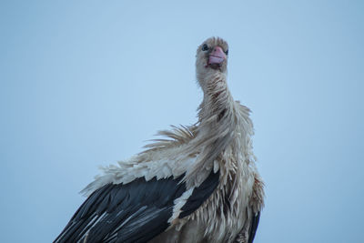 Low angle view of a stork against clear blue sky