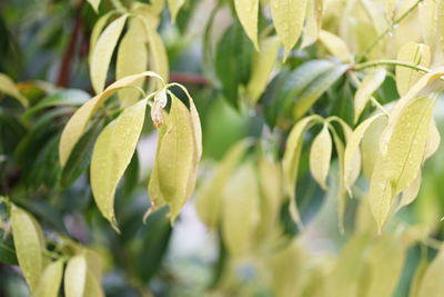 Close-up of flowering plant