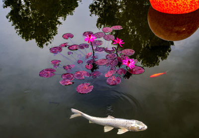 High angle view of pink flower floating on water