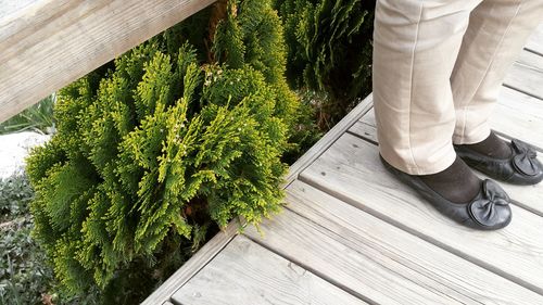 Low section of man standing on wood