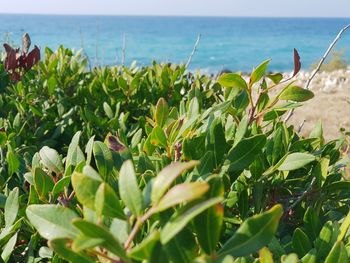 Plants growing on beach