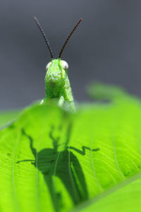 Close-up of insect on leaf