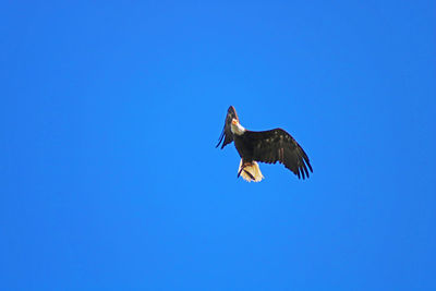 Low angle view of eagle flying against clear blue sky