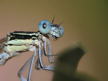 Close-up of fly