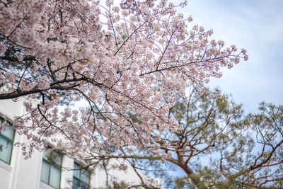 Low angle view of flowering tree against sky