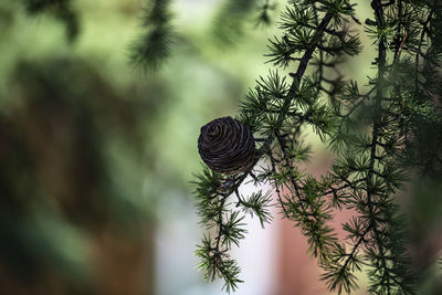 Close-up of pine tree branch