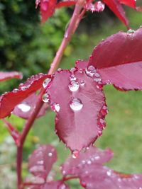 Close-up of raindrops on pink flower