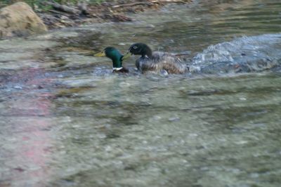 Bird in water