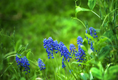 Close-up of purple flowering plants on field