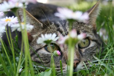 Close-up of cat on flower