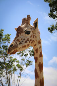 Low angle view of giraffe against sky