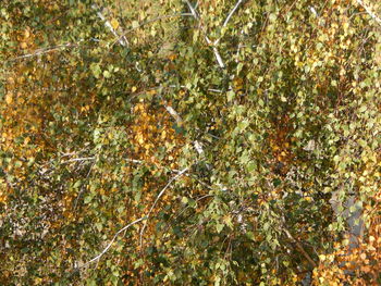 Full frame shot of plants