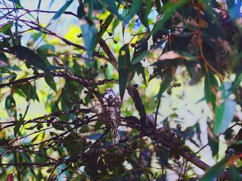 Low angle view of lizard on tree