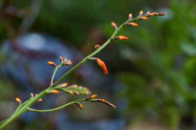 Beautiful closeup photograph of gladiolus buds with green background.