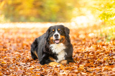 Portrait of dog on ground during autumn