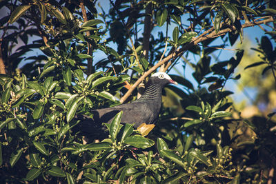 Low angle view of bird perching on tree