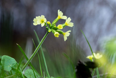 Close-up of yellow flowering plant