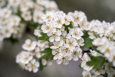 Close-up of white cherry blossoms