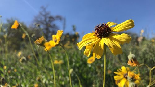 Close-up of yellow cosmos flower blooming on field against sky