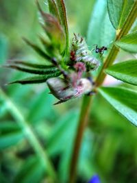 Close-up of bee on flower