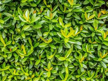 Full frame shot of fresh green plants