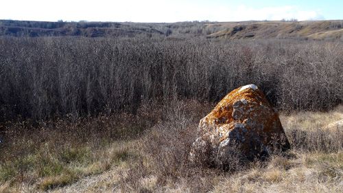 View of lizard on land