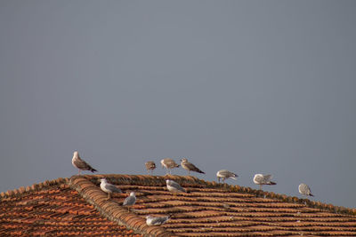 Low angle view of birds against clear sky