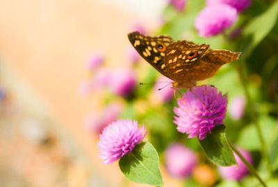 Close-up of butterfly pollinating on flower