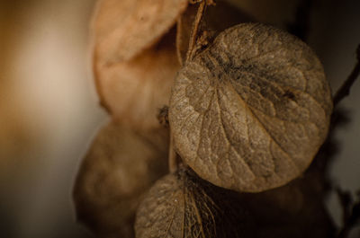 Close-up of dry plant