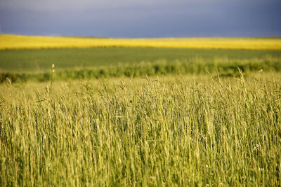 Scenic view of wheat field