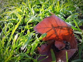 Close-up of red leaf on grass