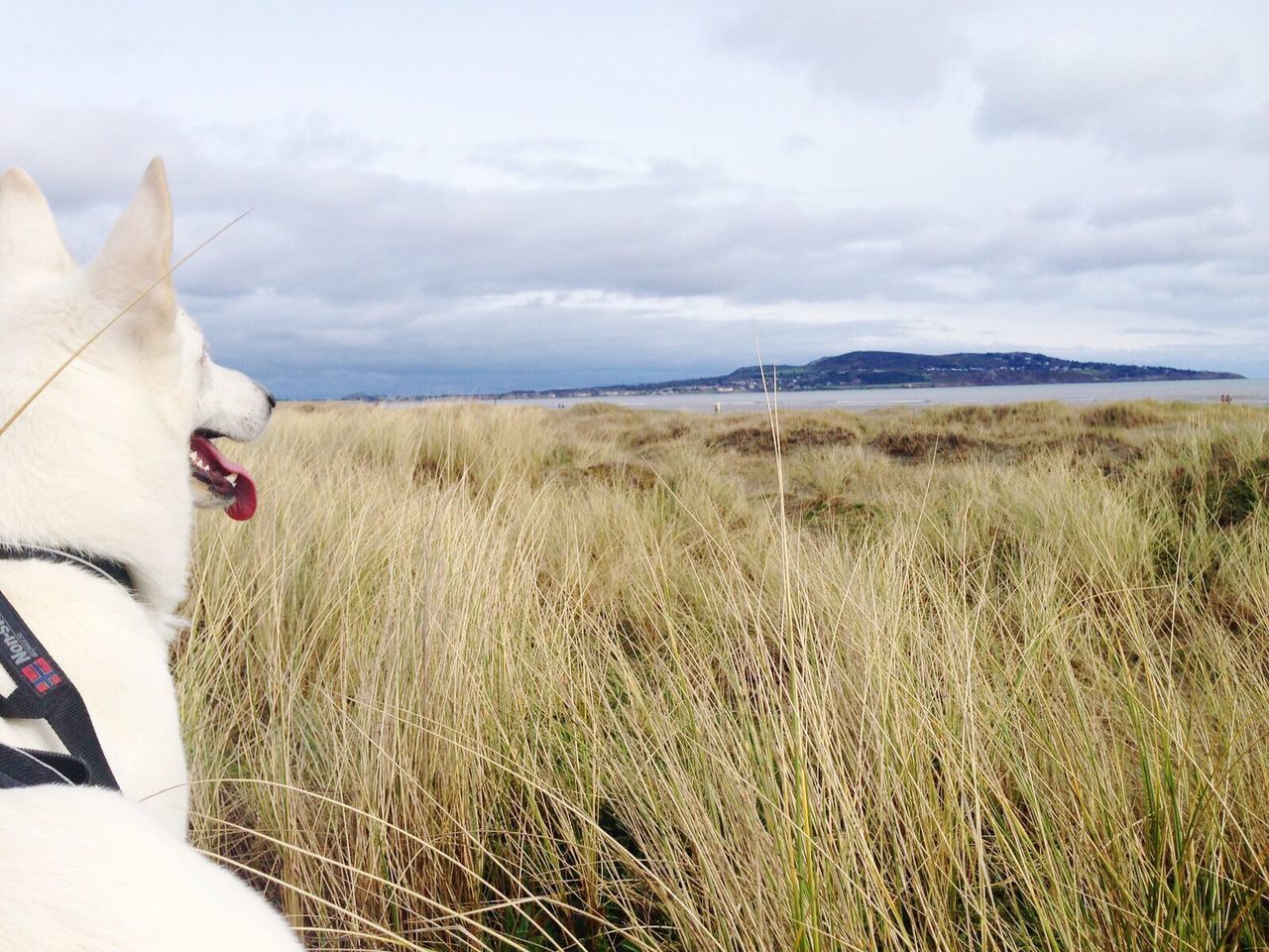 Bull Island Ireland