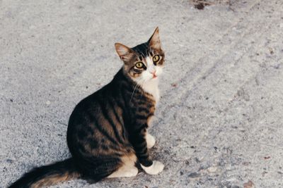 Portrait of cat sitting outdoors