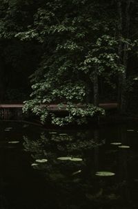 Trees by lake in forest